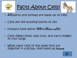 Animal cell definition for 5th grade. Haley Shackelford Content Area Science Grade Level 5th Grade Summary Students Will Be Given Information About Both Types Of Cells Their Components Ppt Download