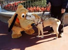 A Guide Dog Meeting Pluto At Disneyland Image Drole Chien Animaux Amusants Chien