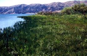 Image result for Lipocarpha