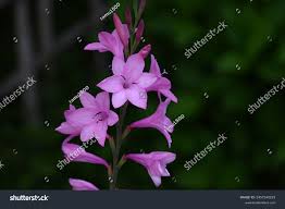 Image result for Watsonia borbonica