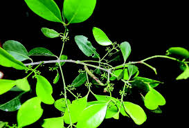 Image result for Pleurostylia capensis