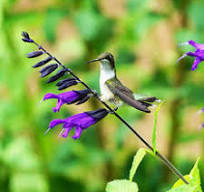 Plant Finder - Plant & Flower Selection Guide | High Country ...