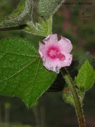 Image result for Urena