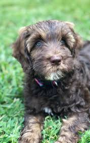 We are expecting another litter soon, so join our waiting list by submitting your adoption application today. Great Bridge Australian Labradoodles Available Australian Labradoodles Puppies In Virginia