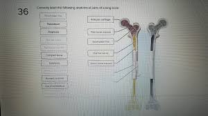 Learn vocabulary, terms, and more with flashcards, games, and other study tools. 31 Label The Parts Of A Long Bone Label Ideas 2020