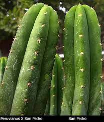 The magic san pedro cactus (trichocereus peruvianus) is known for its powerful psychoactive substance mescaline. San Pedro Cactus Trichocereus Pachanoi Peruvianus Peruvian Torch Cacti