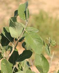 Image result for Philenoptera