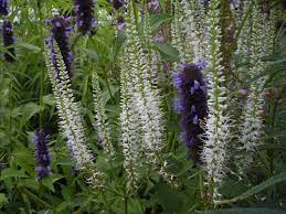 Long racemes of white flowers. Veronicastrum Virginicum Diana Staudengartnerei Annemarie Eskuche