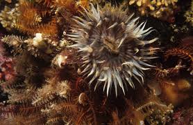 Image result for Heteranthoecia