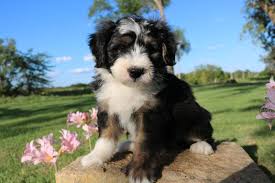 These loving standard bernedoodle puppies are a cross between a bernese mountain dog and a standard poodle. Black Tri Mini Bernedoodle Denver Colorado