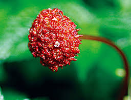 Image result for Lecanthus