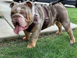Apb S Pharaoh The Mini Lilac Tri Merle Lock This Production Machine In Today As Your Next Stud Bulldog English Bulldog Cute Animals