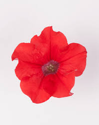 Check spelling or type a new query. Surfinia Early Trailing Red The No 1 Petunia Brand Colors Your City