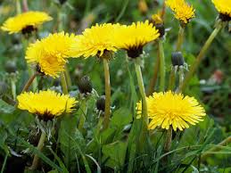 Shop with afterpay on eligible items. How To Prevent Dandelions Hgtv