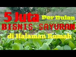Model taman di depan rumah seperti ini bisa anda manfaatkan untuk menanam. Omset 5 Juta Perbulan Dengan Memanfaatkan Halaman Pekarangan Rumah Untuk Kebun Sayuran Youtube