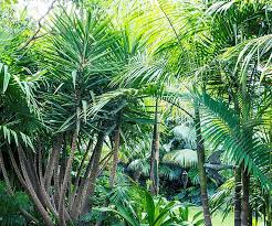 Trunks of the queen palm are smaller than those of caryota urens. Palm Types Australian House And Garden