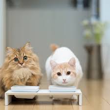 Without a doubt, these are some of the first questions that assail us when we decide to. Is Feeding Milk To Your Cats Healthy For Them