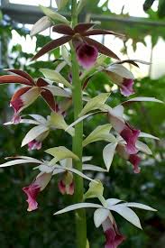 Image result for Phaius