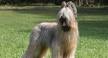 Briard Dog Breed Information, Pictures, Characteristics ...