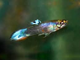 A forum community dedicated to betta fish owners and enthusiasts. Pair Of Samurai Dwarf Guppy Betta Solutions