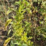 Image result for Acalypha ciliata