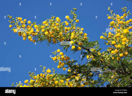 Image result for Acacia grandicornuta