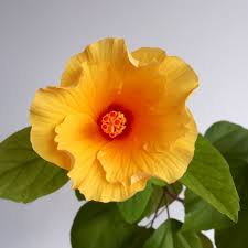 From december to february, these plants produce lovely and impressive blooms in the southern hemisphere. China Rose Tips And Guidance For The Best Possible Care