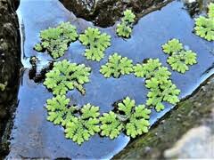 Image result for Salviniaceae