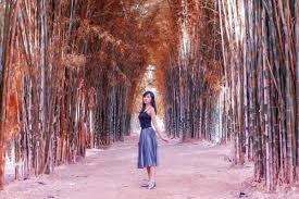 Jawatan benculuk, hutan wisata wonderland banyuwangi. Proposal Pengelolaan Hutan Sebagai Tempat Wisata Bukan Alih Fungsi Perhutani Manfaatkan Hutan Untuk Wisata Alam Antara News Wisata Ini Memanfaatkan Usaha Agro Sebagai Objek Wisata Dengan Tujuan Untuk Memperluas Pengetahuan