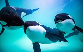 Orcas eat great white sharks—new insights into rare behavior revealed. Orca Killer Whale The Terror Of The Oceans Dinoanimals Com