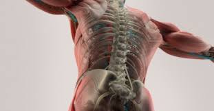 Tr chronique progressif et degeneratif du snc. Sclerose En Plaques Fonctions Physiques Marche Endurance Et Quali