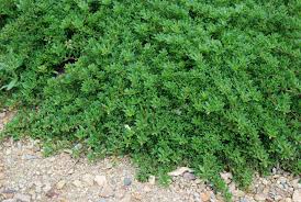 Maybe you would like to learn more about one of these? Myoporum Pink Austraflora