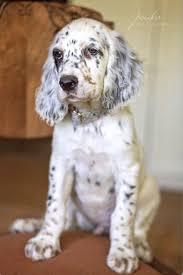 The most common english setter puppy material is ceramic. Cute Tricolor English Setter Puppy English Setter Puppies Setter Puppies English Setter Dogs