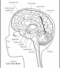 Pin By Musebbihe Kilic On Fen Bilimleri In 2020 Brain Anatomy Human Body Activities Human Body Worksheets