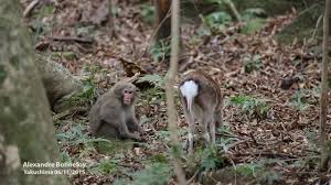Why this monkey tried to have sex with a deer | Science | AAAS