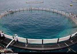 پرورش ماهی برکه شمال - Berkeh Shomal Fish Farming