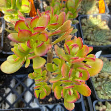 Image result for Crassula granvikii