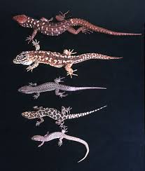 Image result for Lepidagathis randii