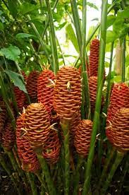 Jungletropicale Com Ginger Flower Ginger Plant Jungle Gardens