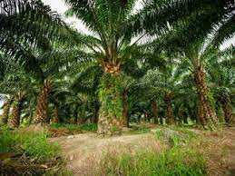 Perakaran kelapa sawit yang dangkal menyebabkan tidak toleran terhadap cekaman kekeringan yang sangat membatasi pertumbuhan dan produksi.pemahaman pertumbuhan tanaman adalah suatu proses perubahan yang sangat kompleks yang dipengaruhi faktor internal maupun faktor eksternal. 5 Faktor Yang Mempengaruhi Harga Lahan Kelapa Sawit Kelapa Sawit