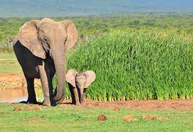 Talk about a long pregnancy! 12 Animals With The Longest Gestation Period
