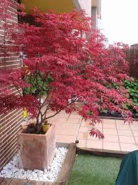Mooi Image Result For Ahorn Passt Zu Kiefer Pflanzen Decoration Jardin Terrasse Jardins Decoration Jardin