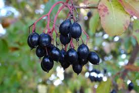 Image result for Hypoxis monanthos