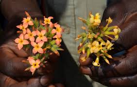Image result for Kalanchoe lanceolata