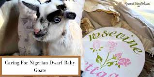 The Beginner Guide For Caring For Nigerian Dwarf Baby Goats