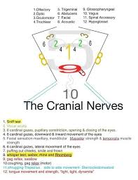 Shortness of breath, chest pain, or a cough (even coughing up blood) may. Nurs 612 Exam 3 Aha Mvu Diagram Quizlet