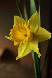 My Baby Walters Favorite Flower Was The Daffodil How Special This Flower Is To Me Now Ironic It Is The Flower F Beautiful Flowers Daffodil Flower Daffodils