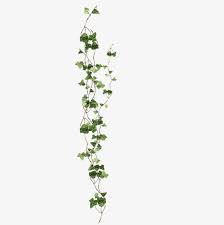 Green Ivy Creeper Green Free Ivy Pull Material Png Image Garden Illustration Photoshop Rendering Green Ivy