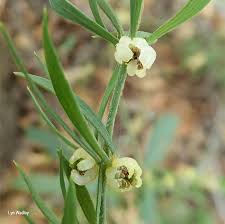 Image result for Pollichia