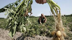 Jun 07, 2021 · le prix de kayanza n'est pas le même que celui de rumonge ou de buganda à cibitoke », explique un grossiste. Pourquoi Le Prix De La Pomme De Terre Ne Cesse De Grossir Le Soir Plus